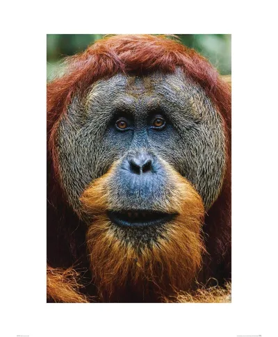 Orangutan - reprodukcja