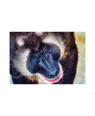 Pawian - reprodukcja