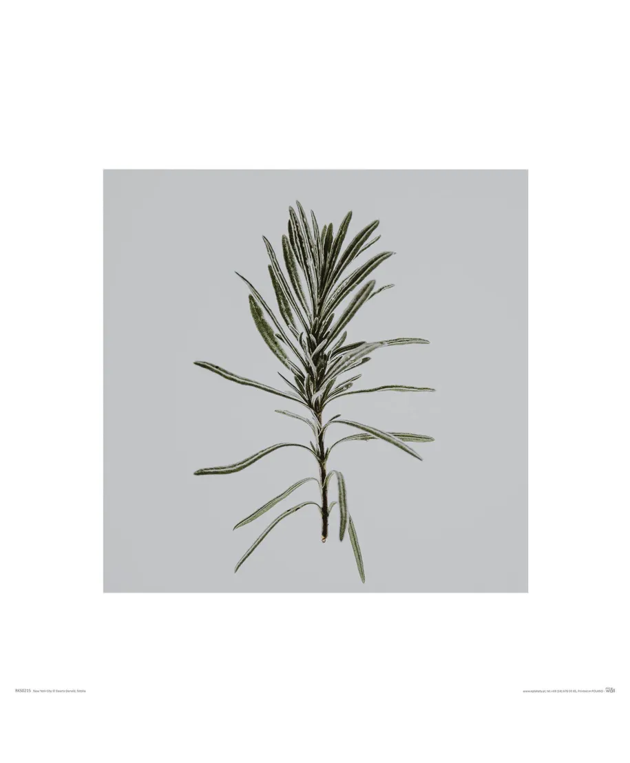 Rozmaryn - reprodukcja