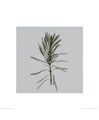 Rozmaryn - reprodukcja