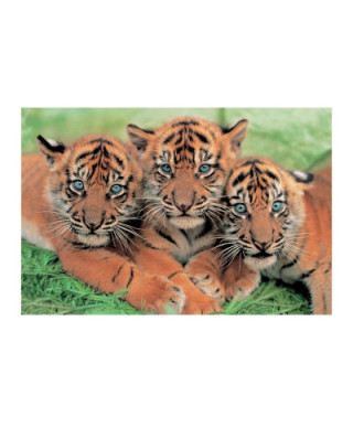 Tiger Cubs - reprodukcja