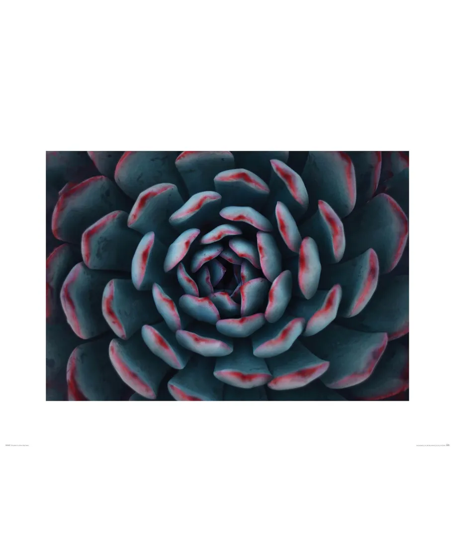 Sukulent - reprodukcja