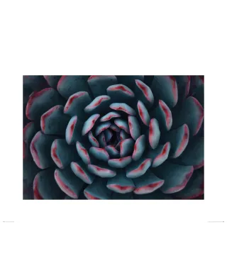 Sukulent - reprodukcja