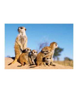 Meerkats (Babysitter) - reprodukcja