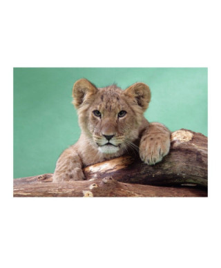 Lion Cub - reprodukcja