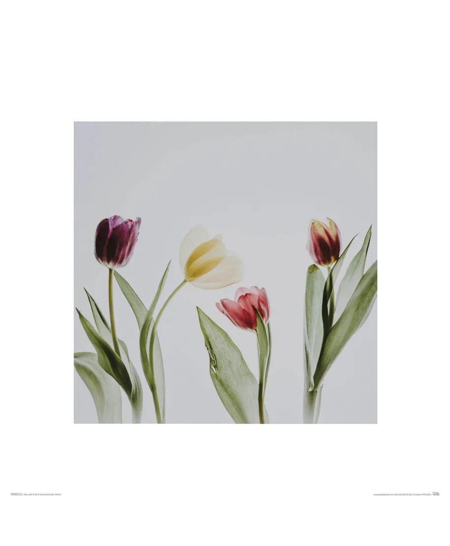 Tulipany - reprodukcja