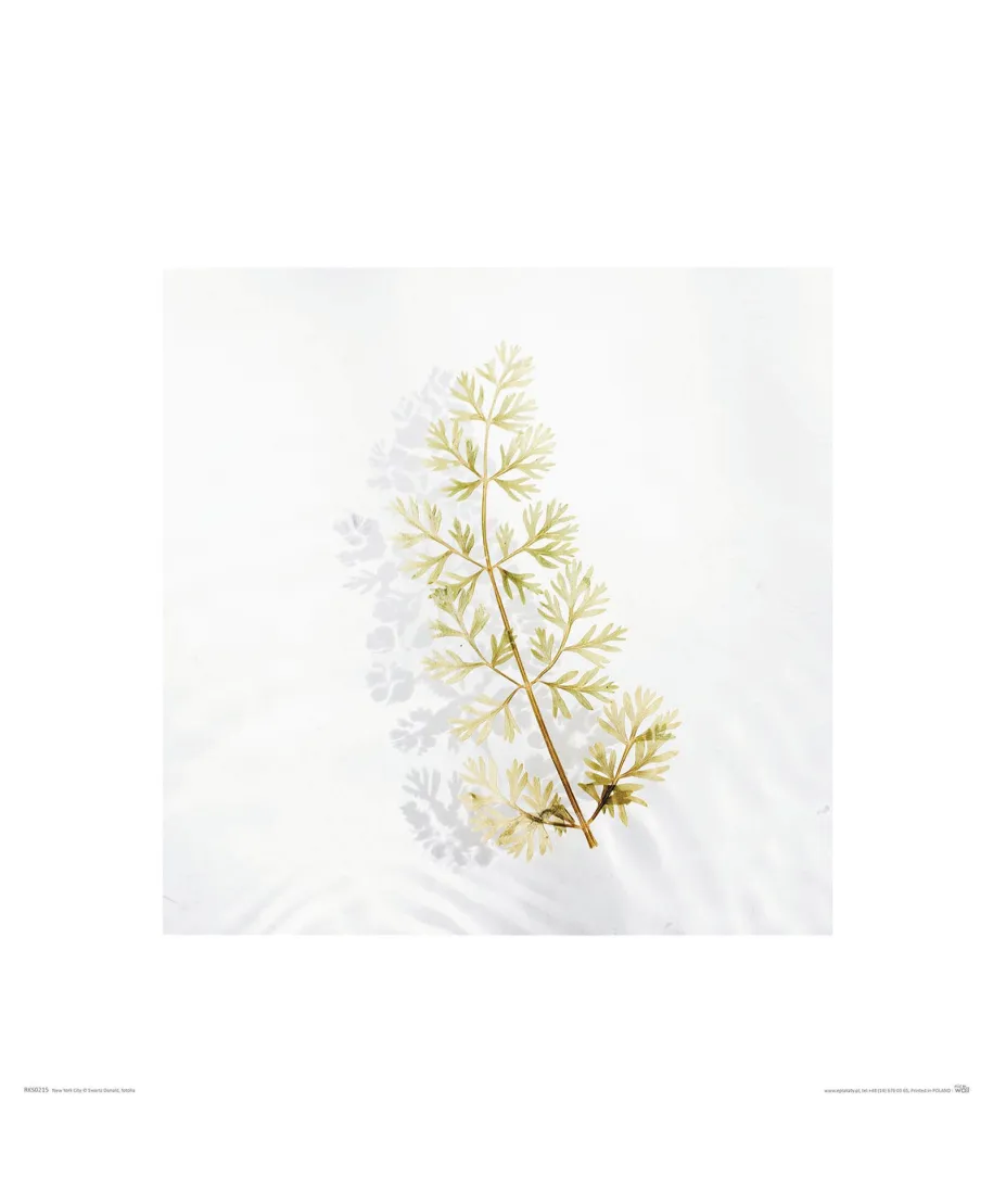 Tymianek - reprodukcja