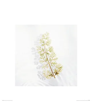 Tymianek - reprodukcja