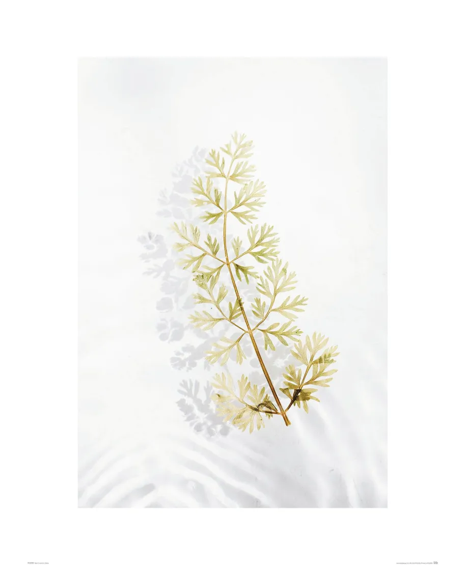 Tymianek - reprodukcja