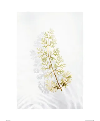 Tymianek - reprodukcja