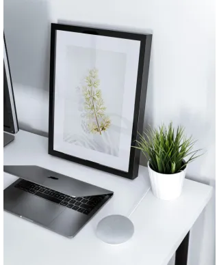 Tymianek - reprodukcja