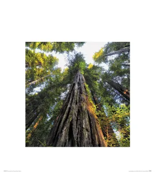 Wysokie Drzewa - reprodukcja