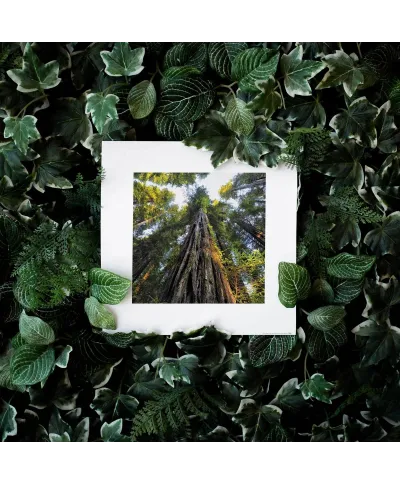 Wysokie Drzewa - reprodukcja