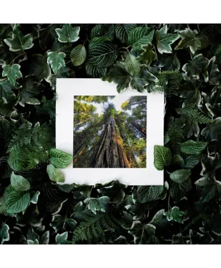 Wysokie Drzewa - reprodukcja