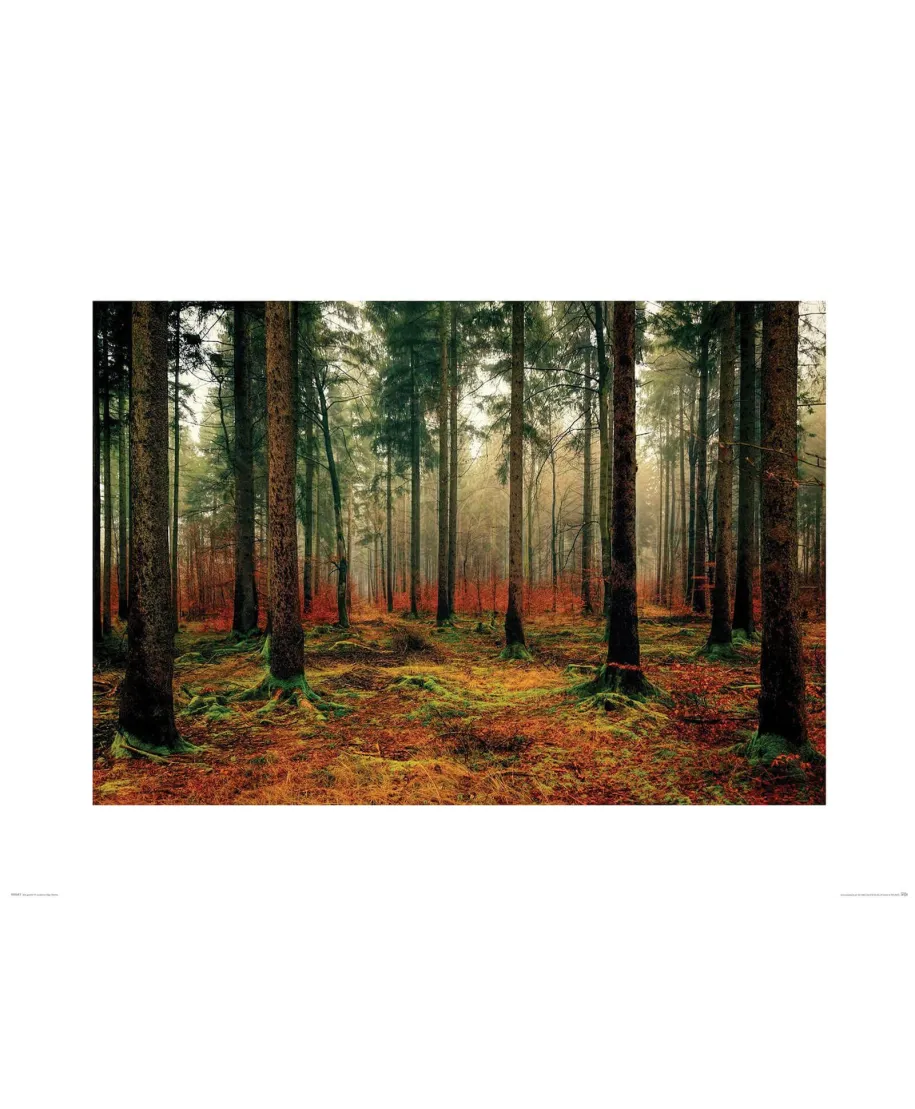 Zamglony Las - reprodukcja