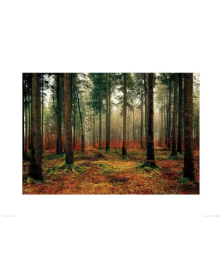 Zamglony Las - reprodukcja