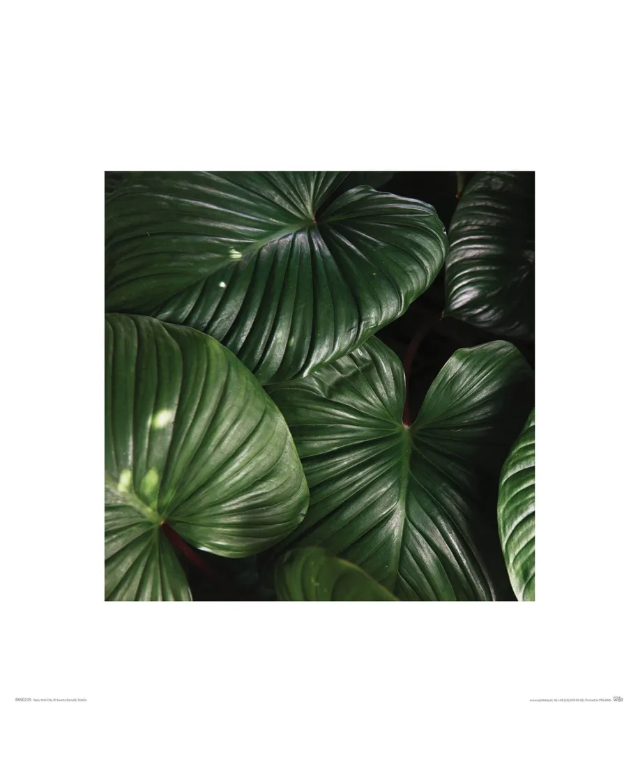 Zielone Liście - reprodukcja