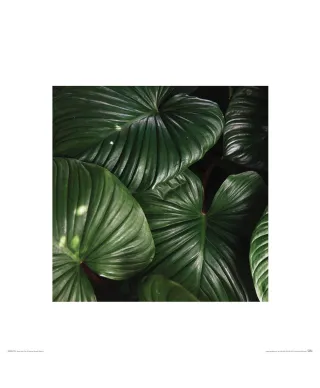 Zielone Liście - reprodukcja