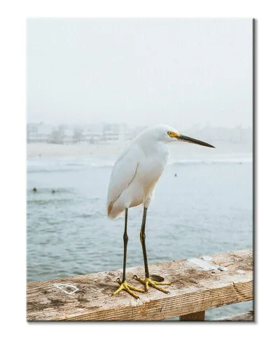 Czapla - Obraz na płótnie