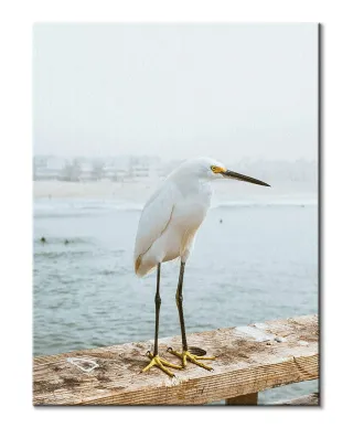 Czapla - Obraz na płótnie