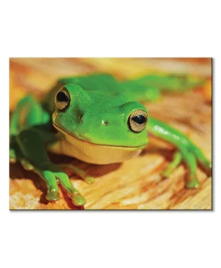 Zielona Żaba - Obraz na płótnie