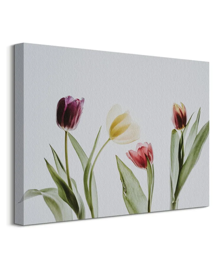 Tulipany - Obraz na płótnie