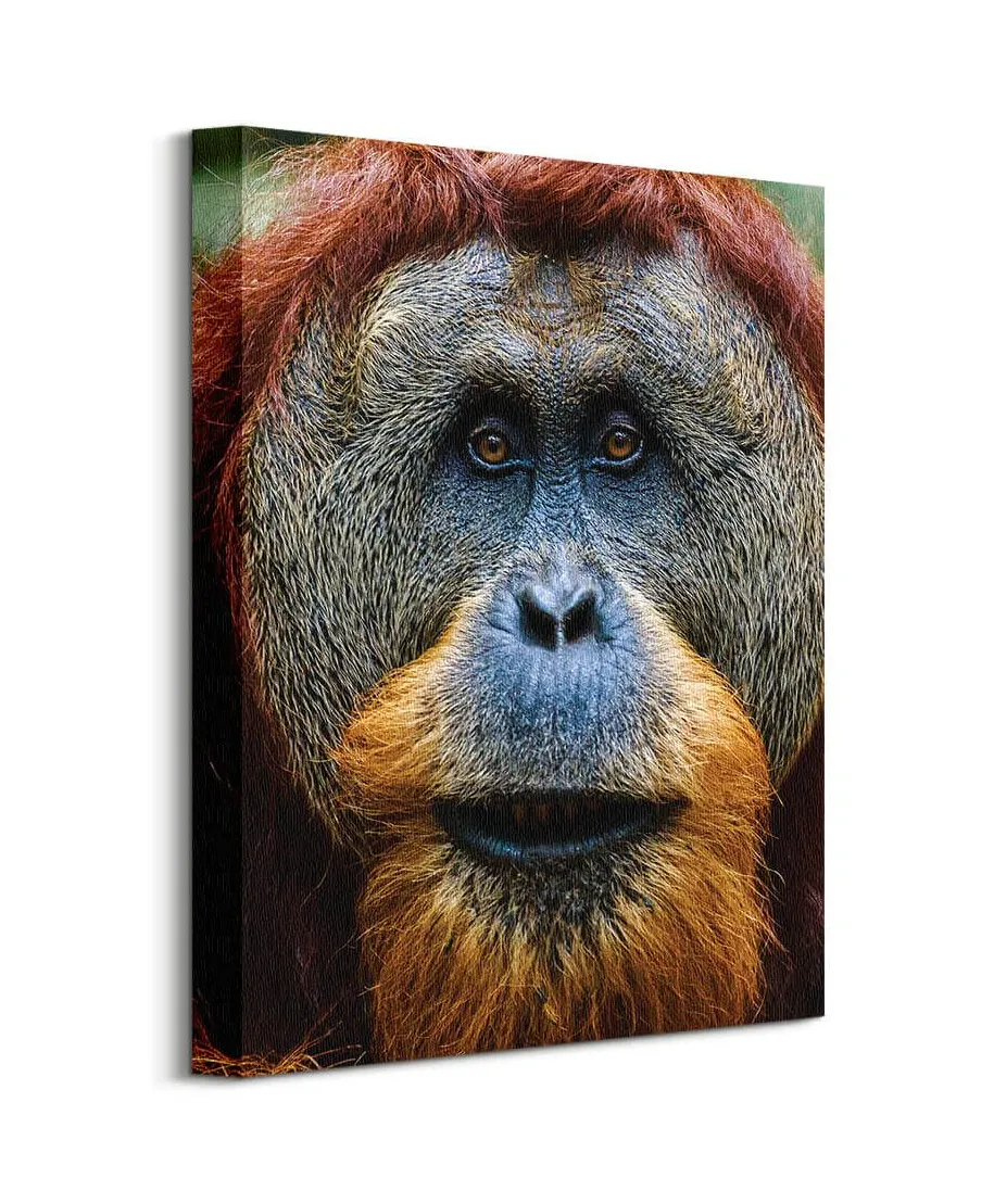 Orangutan - Obraz na płótnie