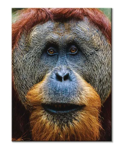 Orangutan - Obraz na płótnie