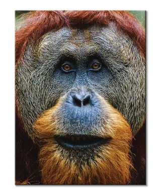 Orangutan - Obraz na płótnie