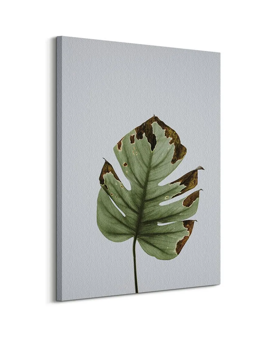 Liść monstery - obraz na płótnie