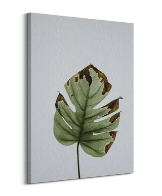 Liść monstery - obraz na płótnie