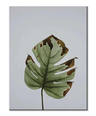 Liść monstery - obraz na płótnie