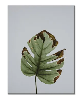 Liść monstery - obraz na płótnie