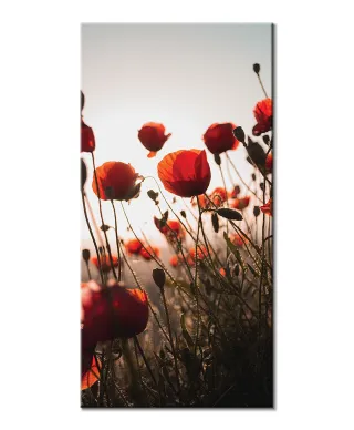 Czerwone maki - obraz na płótnie