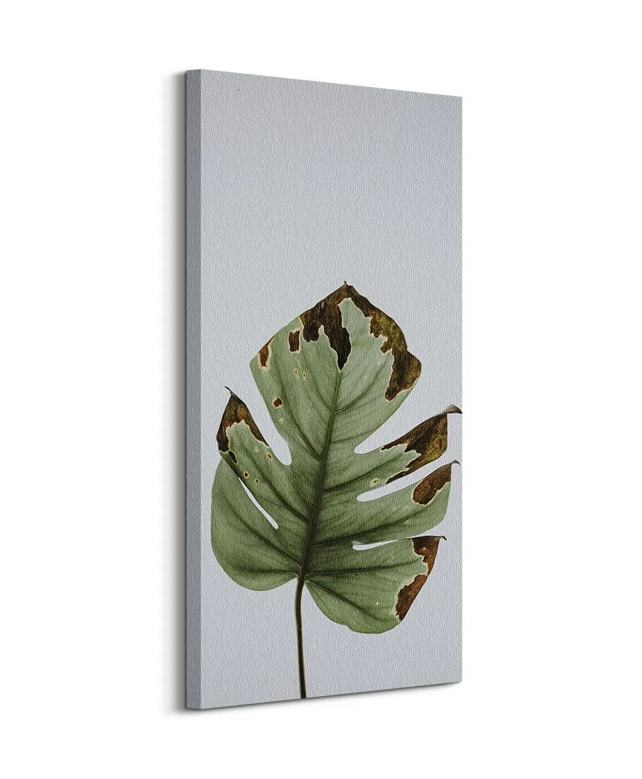 Liść monstery - obraz na płótnie