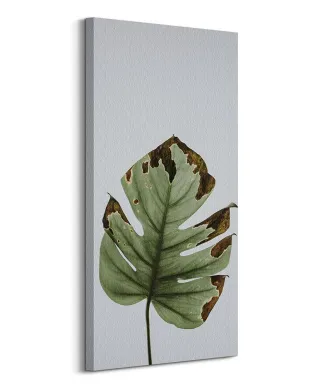 Liść monstery - obraz na płótnie