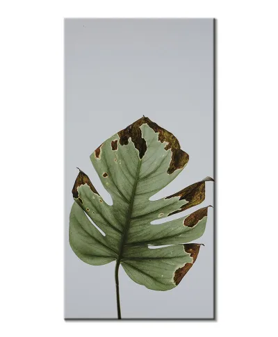 Liść monstery - obraz na płótnie