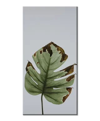 Liść monstery - obraz na płótnie