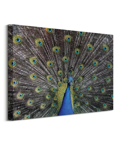 Paw - obraz na płótnie