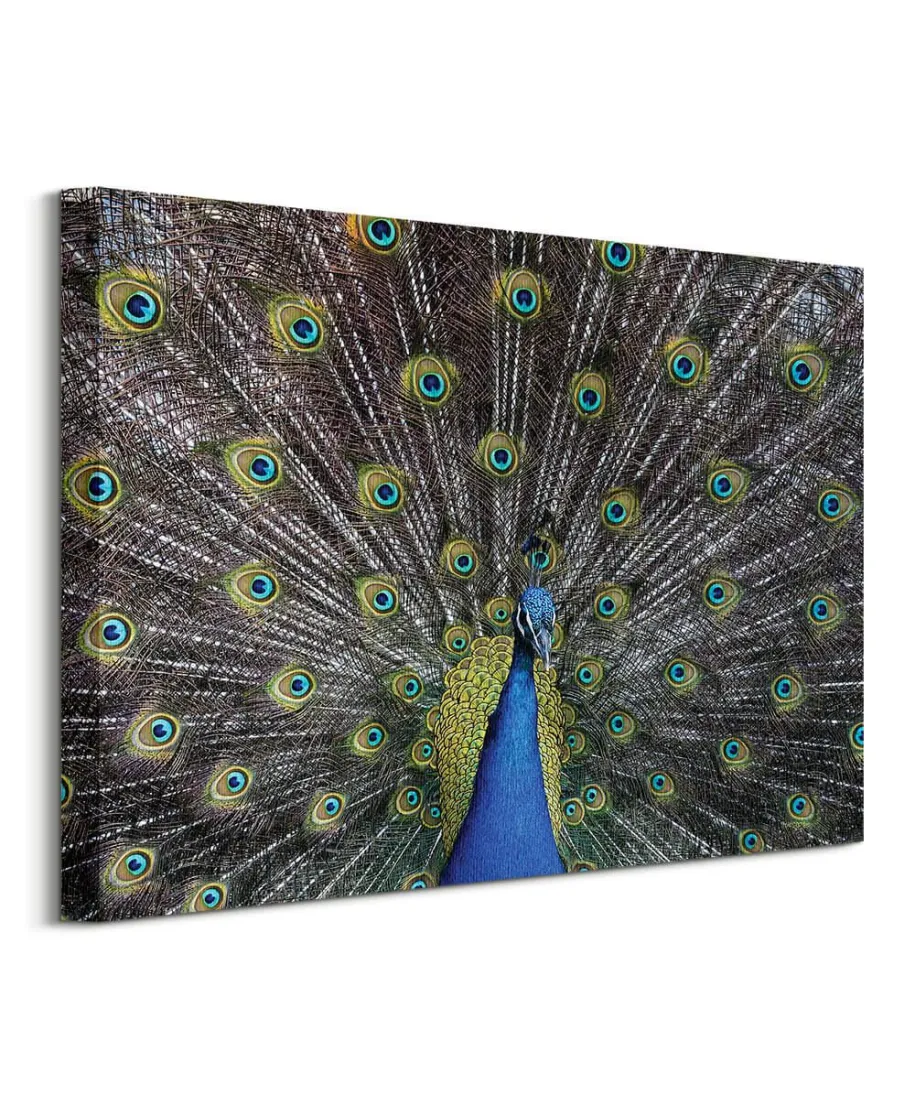 Paw - obraz na płótnie