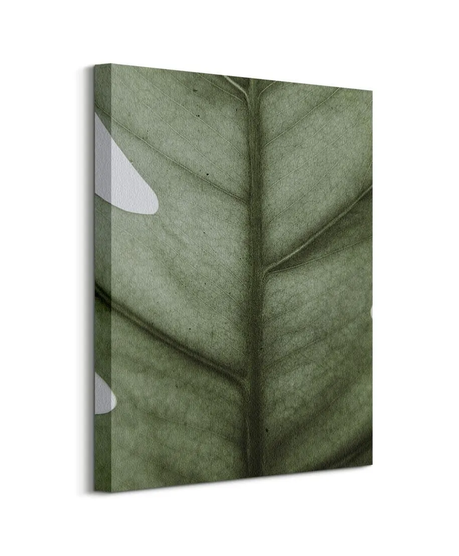 Monstera - obraz na płótnie