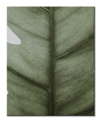 Monstera - obraz na płótnie