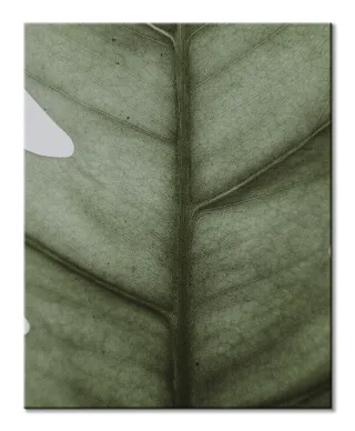Monstera - obraz na płótnie