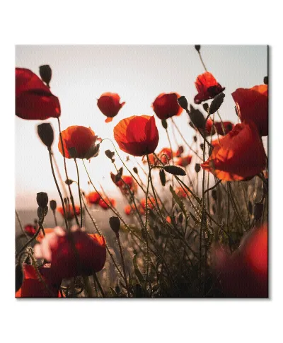 Czerwone maki - obraz na płótnie