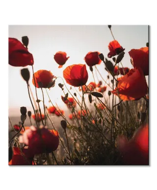 Czerwone maki - obraz na płótnie