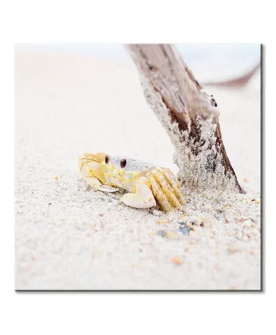 Mały krabik - obraz na płótnie