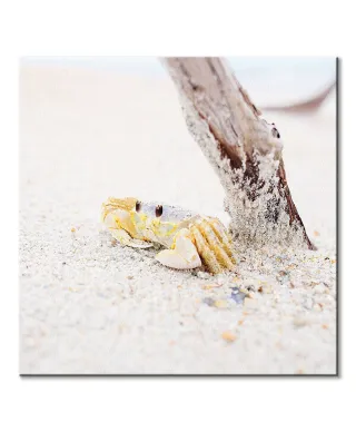 Mały krabik - obraz na płótnie