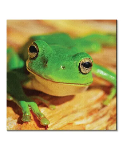 Zielona Żaba - obraz na płótnie