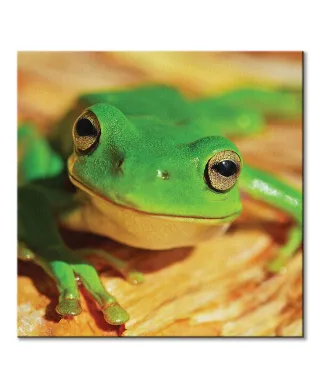 Zielona Żaba - obraz na płótnie