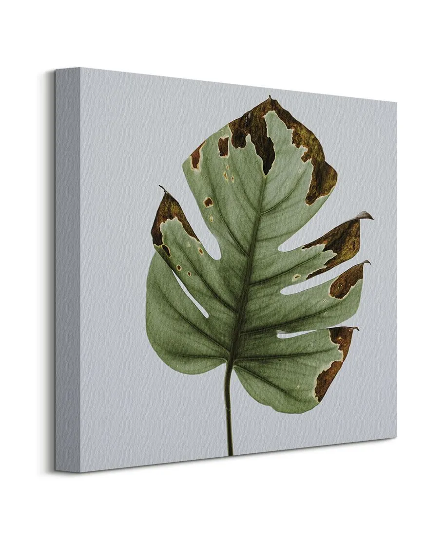 Liść monstery - obraz na płótnie